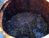 Grape stomping